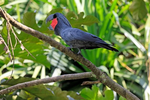 Palm Cockatoo (Probosciger aterrimus), Arabian Cockatoo, adult, on tree, perch, calling, Australia