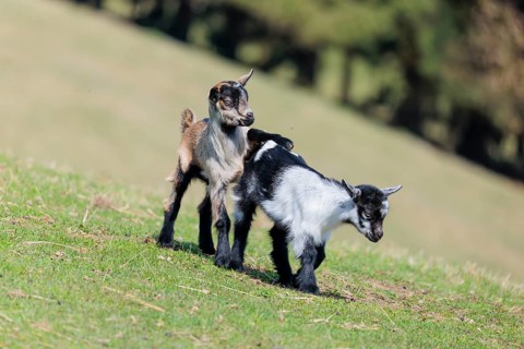 Two young pygmy goats (Capra hircus) are playing together on a sunny day in a green meadow. Austria