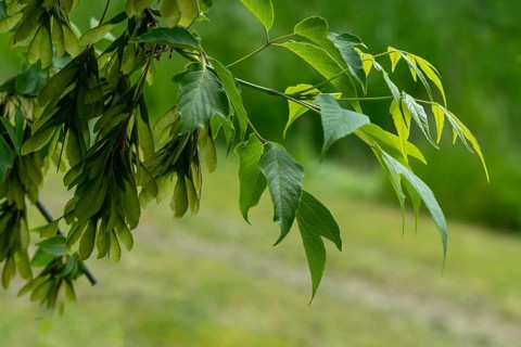 Acer negundo, box elder, ash maple, manitoba maple, sapindaceae, soap tree family, ash-leaved