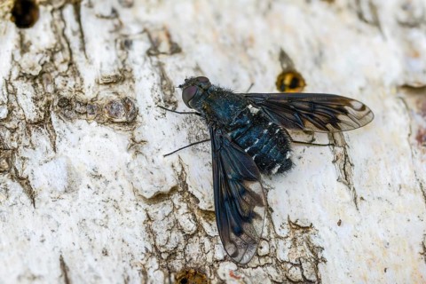 Anthrax anthrax, bombyliidae, common mourning swebs, woolswear, diptera, insects, two-winged birds