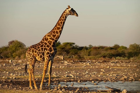 Angolan giraffe (Giraffa camelopardalis angolensis) in the evening light at a waterhole, Etosha