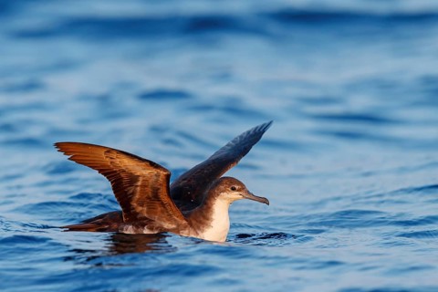 Arabian Shearwater, Persian Shearwater, (Puffinus persicus), family of shearwaters, Off Mirbat,
