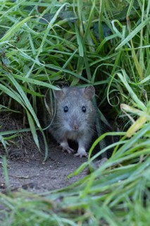 European brown rat (Rattus norvegicus) adult rodent animal emerging from it burrow hole, England,
