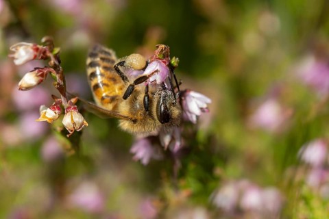 Apidae, Apis mellifera, broom heather, bees, Calluna vulgaris, Ericaceae, European honey bee,