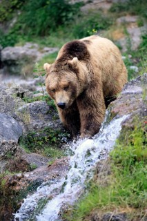 Eurasian brown bear (Ursus arctos arctos), adult, male, at the water, alert, in summer, Bavarian