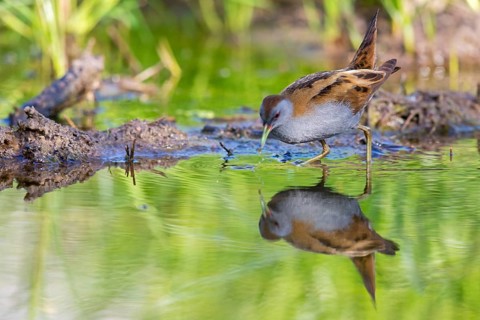Little Crake, Little Crake, Small Crake, (Porzana parva), biotope, habitat, foraging, family of