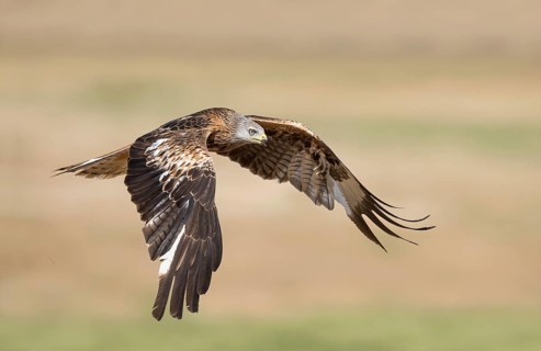 Red Kite (Milvus milvus) flying, Castile-La Mancha, Spain