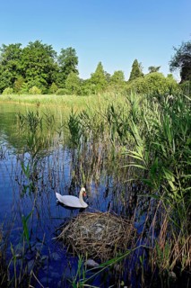Mute swan (Cygnus olor), male swimming in front of nest with four eggs, Cham, Lake Zug, Canton Zug,