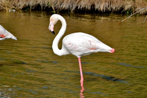 A solitary flamingo, the greater flamingo (Phoenicopterus roseus), stands resting on one leg,