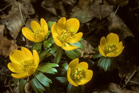 Eranthis hyemalis, buttercup family, ranunculaceae, winterling, flora, plants, plants, winter