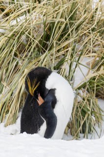 Macaroni Penguin (Eudyptes chrysolophus) perched on tussock grass and snow on South Georgia Island