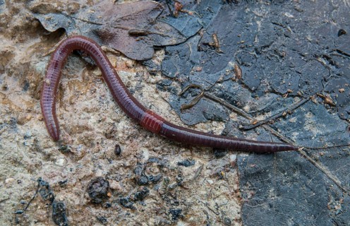 Annelida, clitellata, earthworm, shingles, lumbricidae, oligochaeta, annelids, few bristles,