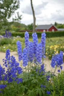 Delphinium (Delphinium 'Atlantis'), IGS Hamburg 2013, Hamburg, Hamburg, Germany
