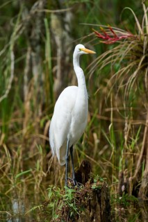 Great Egret (Ardea alba), in the swamp, spring, Everglades National Park, Florida, USA