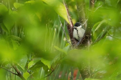 A great tit (Parus major), young bird, hiding among lush greenery and branches, Hesse, Germany