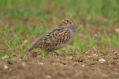 Grey or English or Hungarian partridge (Perdix perdix) adult game bird in a farmland cereal field,