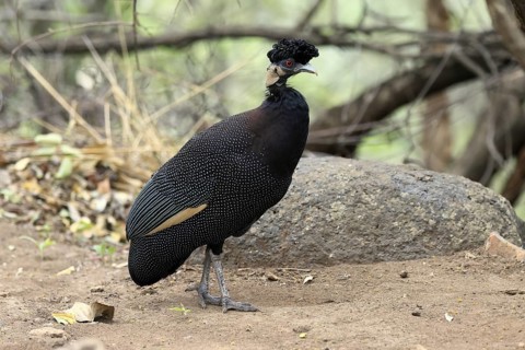 Ruffed Guinea Fowl (Guttera pucherani), adult, on the ground, alert, foraging, Kruger, Kruger