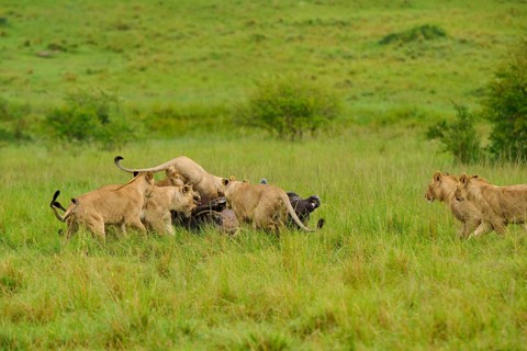 A pride of lions pounces on a buffalo in the vast grasslands, lion (Panthera leo), Cape buffalo