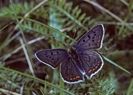 Brown moth, Lycaena tityrus, sulfur bird, sooty purple-edged copper, birds, butterfly, insects,