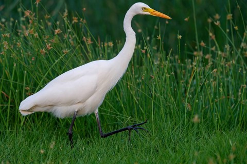 Asian Intermediate Egret, Intermediate Egret, Egretta intermedia, Mesophoyx intermedia, Aigrette
