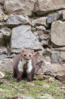 One beech marten running between the stones of a ruin of an ancient castle looking for food