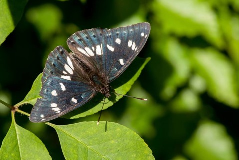 Blue-black kingfisher, limenitis reducta, southern white admiral, Bulgaria, butterfly, insects,