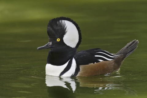 Hooded Merganser (Lophodytes cucullatus) male, Arizona, USA