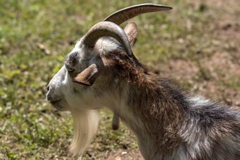 Pygmy goat (Capra aegagrus hircus), Nuremberg Zoo, Middle Franconia, Bavaria, Germany