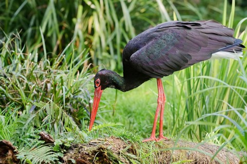 Black stork (Ciconia nigra) foraging, Hesse, Germany