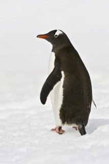 Gentoo Penguin (Pygoscelis papua), Antarctica