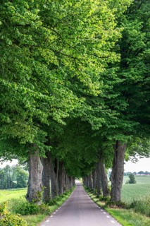 Straight tiny country road with avenue of elm trees in summer in Ystad municipality, Skåne county,