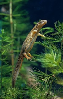 Lissotriton vulgaris, smooth newt, triturus vulgaris, amphibians, amphibians, female, high size,
