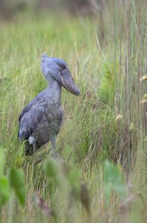 Shoebill (Balaeniceps rex), Uganda