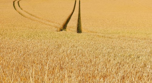 Wheat field with lanes, wheat, Triticum aestivum, Hausruckviertel, Upper Austria, Austria