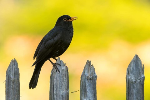 Blackbird, Turdus Merula, Birds, Call, Garden, Garden Fence, Garden Fence, Song, Passeri, Call,