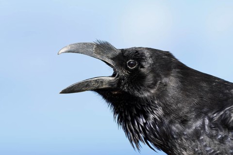 African Northern Raven (Corvus corax tingitanus) calling, portrait, Fuerteventura, Canary Islands,