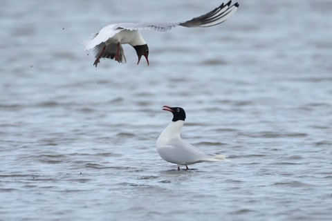 Mediterranean gull (Ichthyaetus melanocephalus) adult bird in summer plumage being mobbed by a