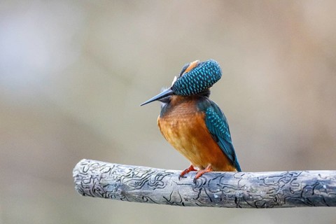 Kingfisher (Alcedo atthis) Germany