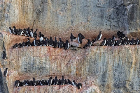 Breeding colony of thick-billed murres, Brünnich's guillemots (Uria lomvia) nesting in sea cliff