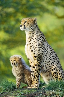 Animals, mammals, predators, cheetahs, young cheetahs, Cheetah, Africa, Mother playing with cub