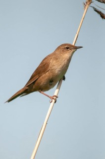 Locustella luscinioides, cane swirl, Savis Warbler, birds, high size, portrait format, passeri,