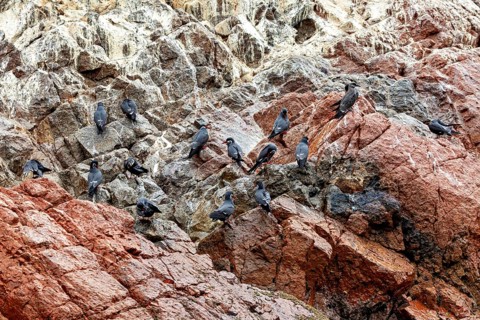 Birds with black plumage were resting on reddish-brown and grey rocks, the Inca tern (Larosterna