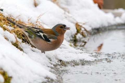 Chaffinch, fringilla coelebs, bath, bird bath, birds, male, passeri, snow, songbirds, snow,
