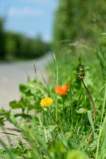 Asteraceae, common dandelion, daisy, dandelion, dandelion, dandelion, roadside green, taraxacum