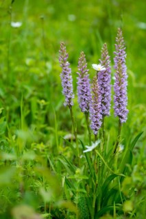 Toadwort, large händelwurt, gymnadenia conopsea, longspur händelwurt, orchidaceae, orchids,