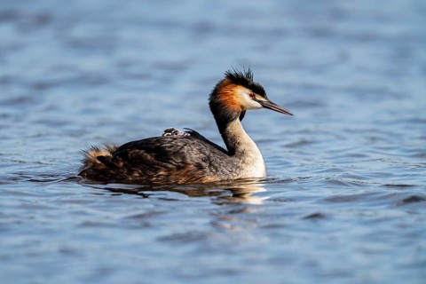 Great Crested Grebe (Podiceps scalloped ribbonfish), with chicks on its back, Vulkaneifel,