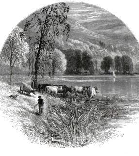 Picturesque scene at Coniston Water in the English Lake District, cattle drinking in the lake while