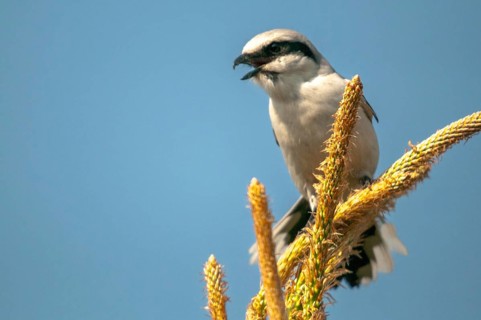 Brandenburg, Germany, Great Grey Shrike, Lanius Excubitor, national natural heritage, natural