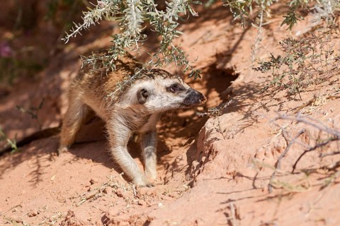 Meerkat (Suricata suricatta), adult standing on all fours at the burrow, on the lookout, alert,