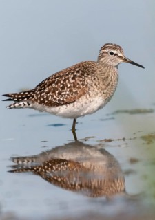 Bruchwassersträder, tringa glareola, wood sandpiper, birds, charadriiformes, high size, portrait